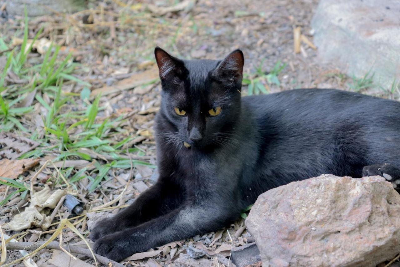Willa Chale Sossego E Casa Flora Alto Paraíso de Goiás Zewnętrze zdjęcie